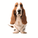 Hush Puppies India